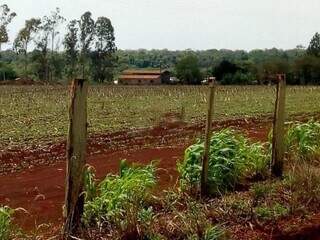 Fazenda Revolta está entre imóveis de ex-prefeito levados a leilão (Foto: Leilões Online MS)