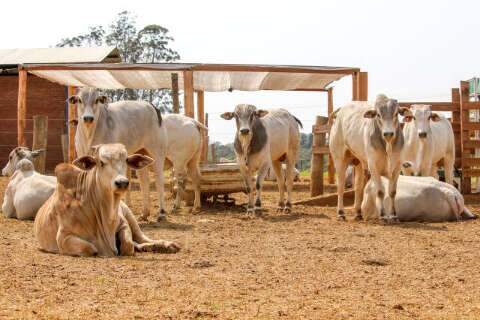Evento sobre confinamento de gado deve reunir mil pecuaristas na Capital