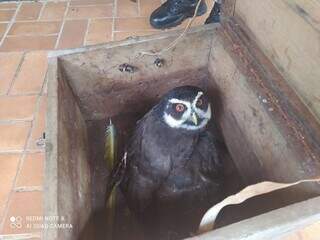 Coruja gigante foi resgatada em chácara da Capital. (Foto: Divulgação/PMA)