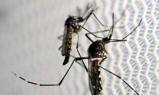 O mosquito transmissor da dengue, Aedes aegypti. (Foto: Paul Whitaker/Agência Brasil)