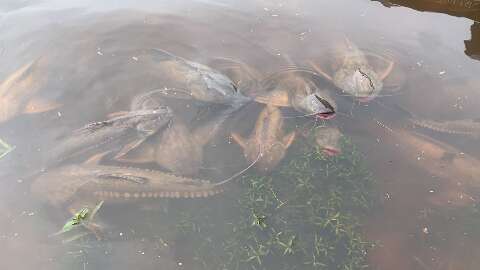 PMA monitora fenômeno que causa morte de peixes no Pantanal