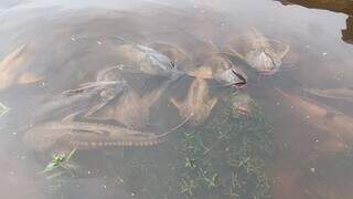 Polícia Ambiental monitora o fenômeno natural no Pantanal e fica atenta a risco de pesca predatória. (Fotos: Divulgação PMA)