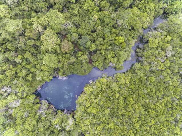 ONG de Bonito lan&ccedil;a campanha para plantar 1,2 mil mudas nativas