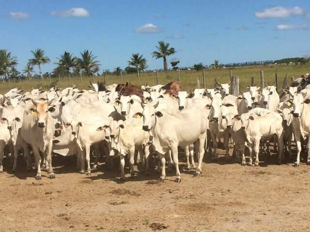 Genética e manejo do bezerro podem garantir até duas arrobas a mais na desmama