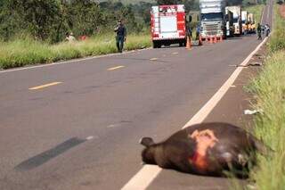 Anta caída na rodovia e fila de caminhões onde acidente aconteceu. (Foto: Henrique Kawaminami)