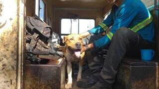 Equipe de tapa-buraco encontra cachorro amarrado em poste e adota animal