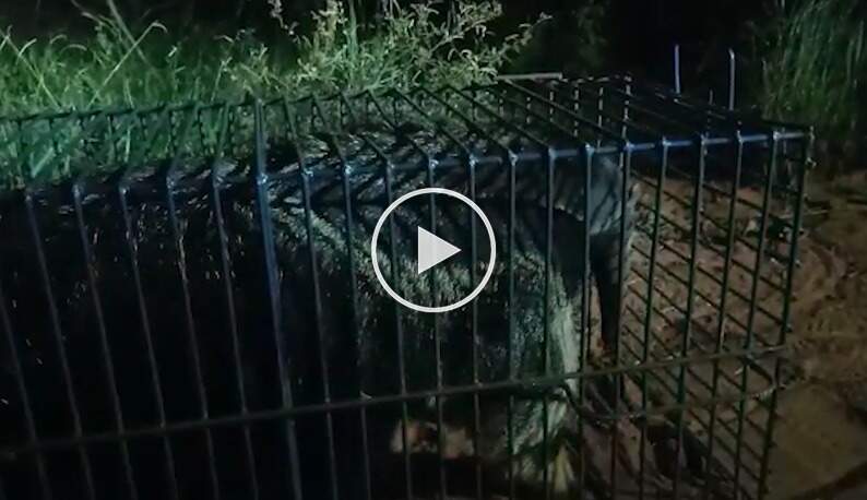 Após passar a noite no Centro de cidade, tamanduá-bandeira é solto em mata