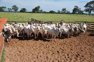 Mato Grosso do Sul e Minas Gerais são destaque em levantamento quanto à pecuária (Foto: Arquivo)