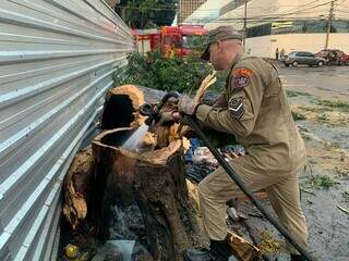 Buraco no caule era usado como forno por moradores de rua ( Foto: Natália Olliver)