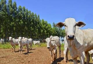 Em estado da agropecuária, cobrança de tributo no destino e fim do Fundersul são alguns dos temores. (Foto: Assessoria Famasul)