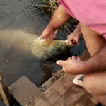 Depois de cachara e carpa gigante, alvo na Lagoa Itatiaia é "pintado da noite"