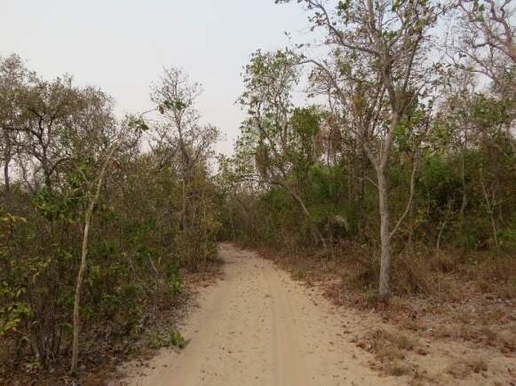 Audiência debate licença para mata virar pasto em 7 mil hectares no Pantanal