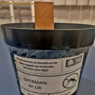 Recipiente que imita vaso de flor é usado para atrair mosquito fêmea (Foto: Reprodução)