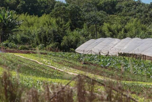 Em &aacute;rea de preserva&ccedil;&atilde;o h&aacute; 25 anos, horta pode ser despejada sem chance de acordo