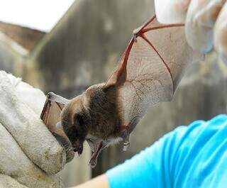 Morcego capturado por profissional de saúde animal. (Foto: Reprodução)