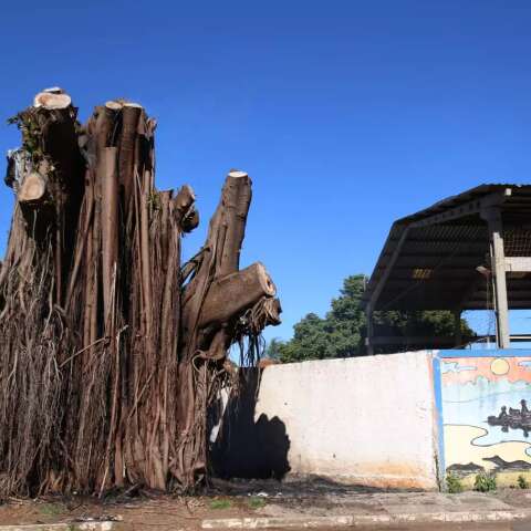 Morador ateia fogo em &aacute;rvore e chamas atingem telhado de escola na Vila Palmira