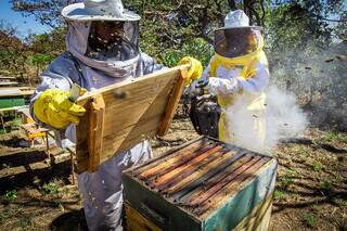 Apicultores manipulam colmeia para coleta do mel em apiário de MS; em 2020, Estado produziu 984.009 kg de mel. (Foto: Divulgação/Senar-MS)