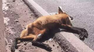 Lobo-guará atropelado às margens da rodovia.