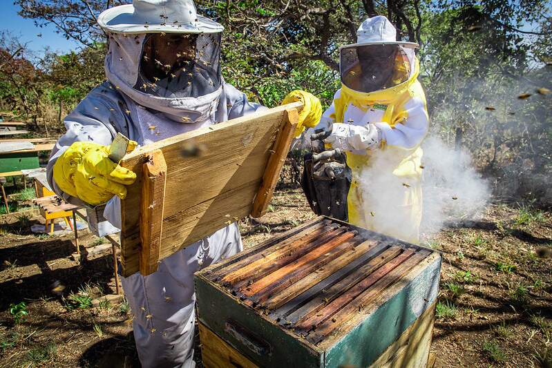 Com regularização de produtores, MS poderá ampliar a produção de mel