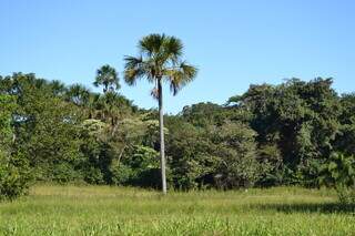 Reserva legal em propriedade ao norte de MS; embora prevista em lei, a fiscalização ambiental por geoprocessamento deve respeitar certos critérios. (Foto: José Roberto dos Santos)