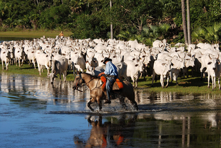 Pecuária extensiva na Fazenda Barranco Alto (Foto: Lucas Leuzinger/Reprodução)