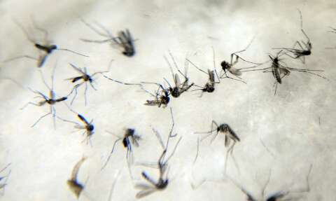 Dengue tipo 3 ressurge após 15 anos no Paraná e MS fica em alerta