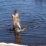 Após atacar crianças com pedras, homem nu pula em rio para fugir da polícia