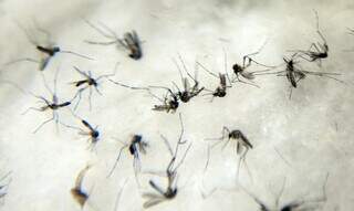 Mosquito transmissor da dengue (Foto: Arquivo/Agência Brasil)