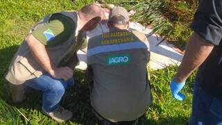  Agentes do IAGRO estiveram na fazendo para  inspecionar carne apreendida (Foto: Divulgação)