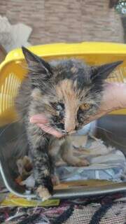 A felina ainda não foi levada a clínica veterinária (Foto: Direito das Ruas)