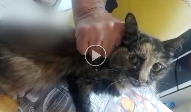 Gato tem rabo cortado por usu&aacute;rios de drogas e moradora pede ajuda