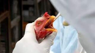Ave passando por exame para diagnosticar gripe aviária (Foto: Wilson Dias/Agência Brasil)