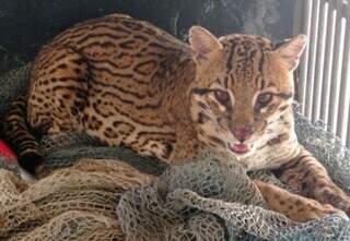 Jaguatirica foi solta na natureza, na cidade de Brasilândia. (Foto: Perfil News)