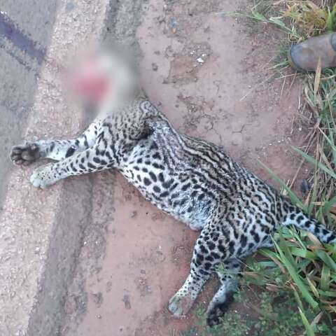 Jaguatirica &eacute; atropelada e morre &agrave;s margens da BR-060