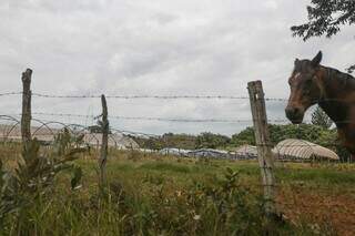 Prefeitura também aponta irregularidade em área ocupada por estufas de horta. (Foto: Marcos Maluf)