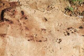 Mancha de sangue da cachorrinha ficou pela calçada (Foto: Henrique Kawaminami)