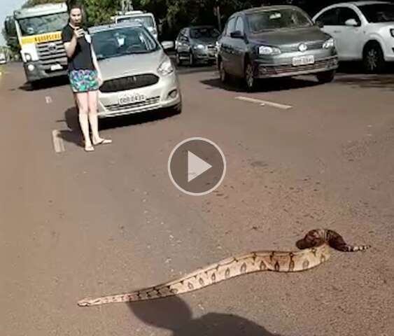 Banho de sol de jiboia para o tr&acirc;nsito em avenida