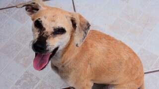 Cão diagnosticado com leishmaniose em tratamento (Foto: Arquivo/Divulgação)