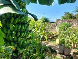 Até o crescimento de bananeira foi acompanhado pelo casal. (Foto: Aletheya Alves)