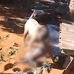 Mais um: pitbull escapa de residência e ataca cachorro na Vila Romana