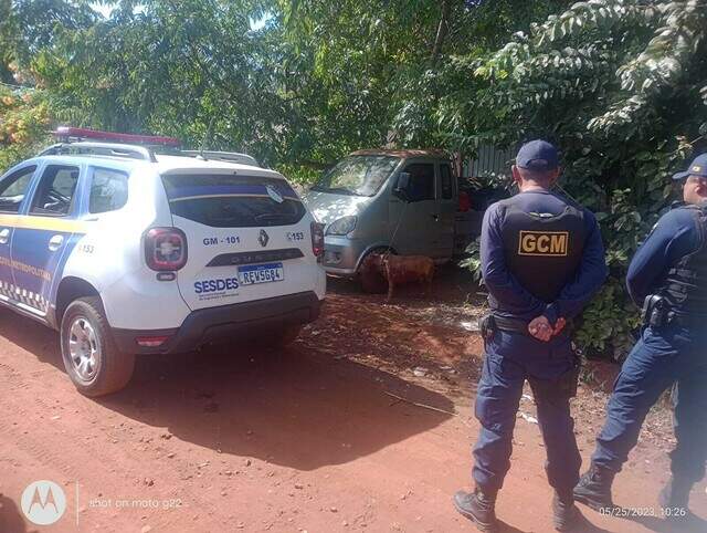 Mais um pitbull escapa de residência e ataca cachorro na Vila Romana