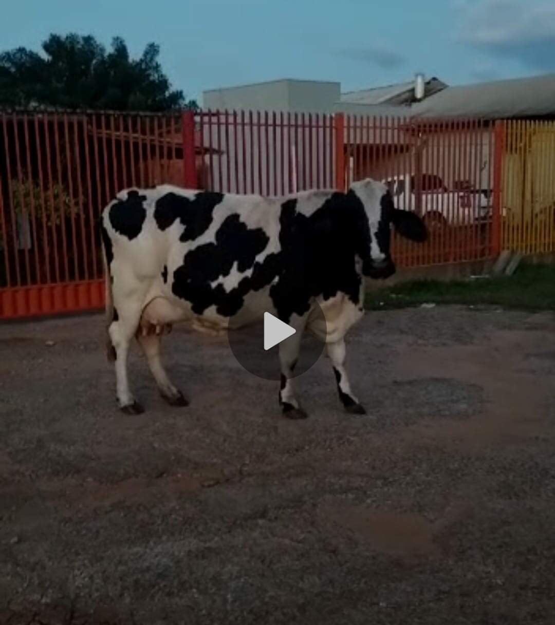 Vaca aparece na Avenida Três Barras e chama atenção de motoristas