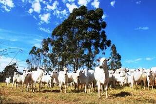 Gado bovino em fazenda de Mato Grosso do Sul. (Foto: Divulgação)