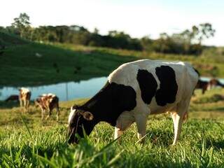 Vacas leiteiras pastejam em propriedade rural brasileira; setor é tema de enontro em MS. (Foto: Arquivo/Embrapa-CNPGL) 