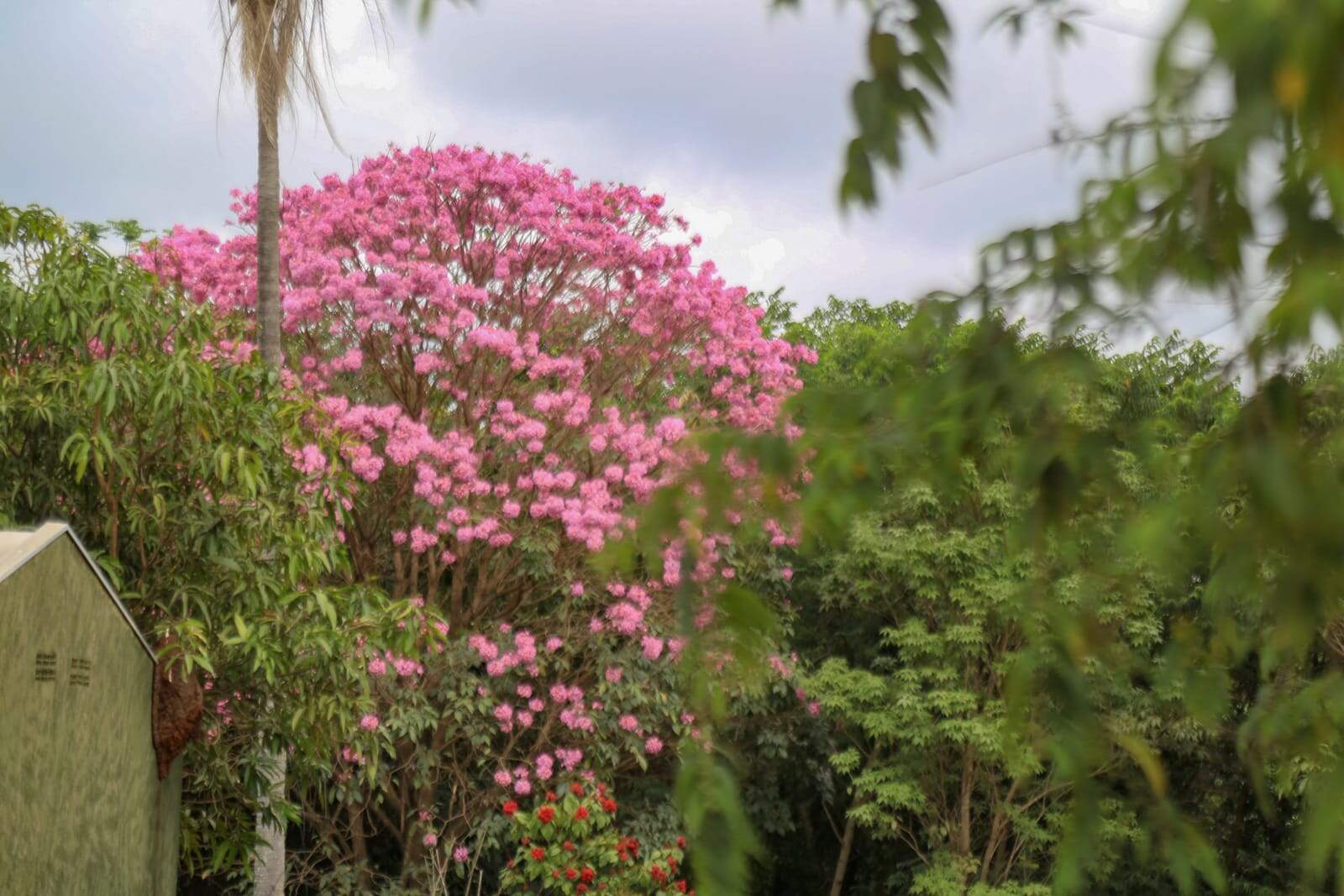 Beleza que vem da natureza, ipê rosa inicia temporada de florada na Capital