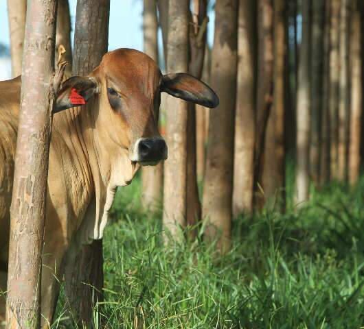 Acrissul aconselha pecuarista a segurar boi no pasto para frear queda da arroba