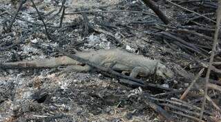 Seca em 2020 provocou grandes queimadas e mortandade de animais. (Foto/Arquivo/Chico Ribeiro)
