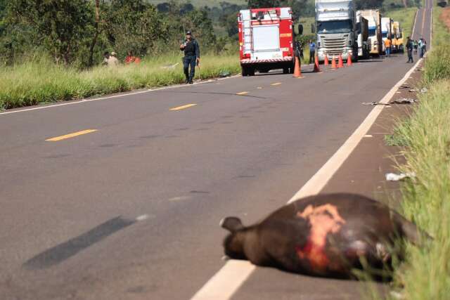 Tr&acirc;nsito matou 4 on&ccedil;as, loba prenha e mais 15 animais silvestres