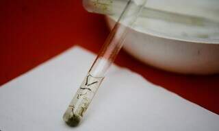 Larva do mosquito Aedes aegypti em um tubo de ensaio. (Foto: Tânia Rego/Agência Brasil)