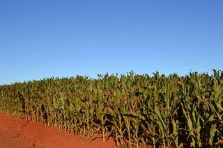 Lavoura de milho plantada tardiamente em São Gabriel do Oeste, região norte de MS. (Foto: José Roberto dos Santos)